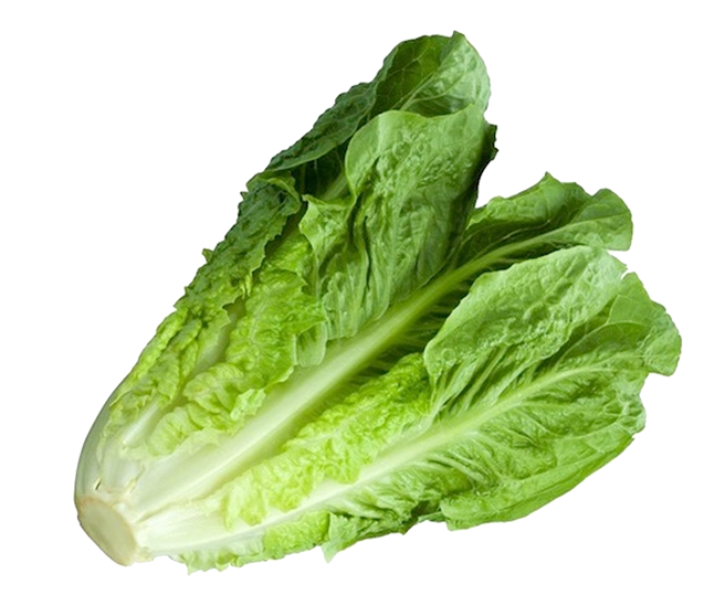 ผักสด ผักสลัด ผักสลัดคอส ผักคอส Cos Lettuce, Cos Romain