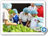 Anglo School salad hydroponics-07