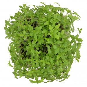 Microgreens Shungiku ไมโครกรีนชุนงิคุ