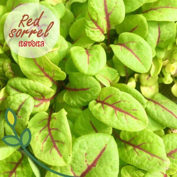 Red Sorrel (เรด ซอเรล) เป็นหนึ่งในผักที่นิยมทานใบอ่อน นำมาใส่ในเมนูสลัด ให้รสชาติที่อมเปรี้ยวและสร้างสีสันให้อาหารจานโปรด