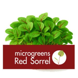 Red Sorrel (เรด ซอเรล) เป็นหนึ่งในผักที่นิยมทานใบอ่อน นำมาใส่ในเมนูสลัด ให้รสชาติที่อมเปรี้ยวและสร้างสีสันให้อาหารจานโปรด