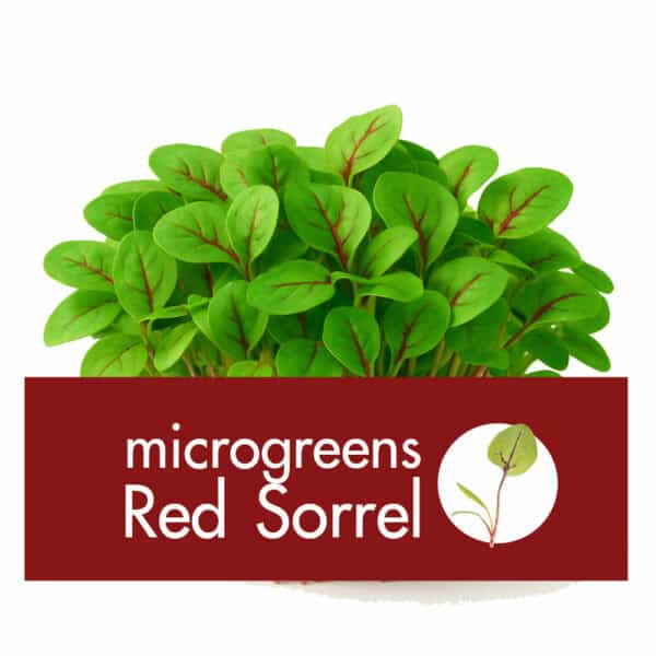 Red Sorrel (เรด ซอเรล) เป็นหนึ่งในผักที่นิยมทานใบอ่อน นำมาใส่ในเมนูสลัด ให้รสชาติที่อมเปรี้ยวและสร้างสีสันให้อาหารจานโปรด