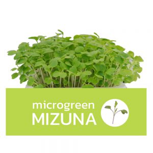 Microgreens Mizuna ไมโครกรีนมิซูน่า