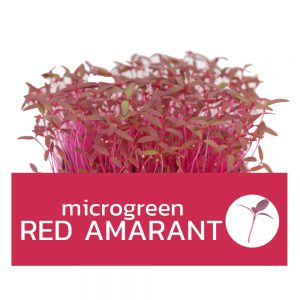 Microgreens Red Amarant เรด อมาแรนท์