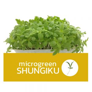 Microgreens Shungiku ไมโครกรีนชุนงิคุ