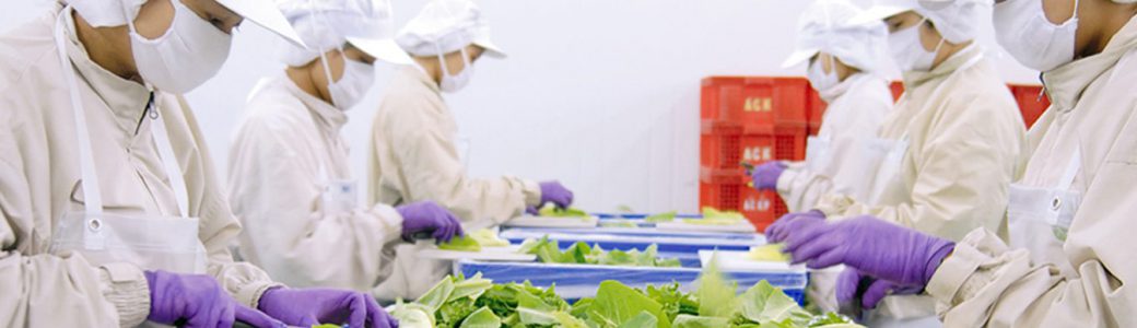 พนักงานตัดแต่งสลัด oem cutting salad lettuce