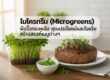 ไมโครกรีน ประโยชน์ไมโครกรีน เมนูไมโครกรีน microgreen