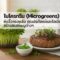 ไมโครกรีน ประโยชน์ไมโครกรีน เมนูไมโครกรีน microgreen